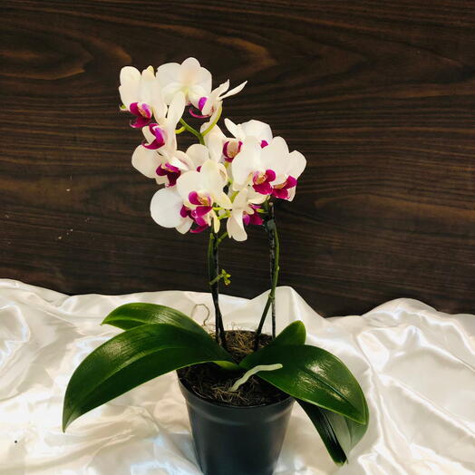 Mini orquidea realeza