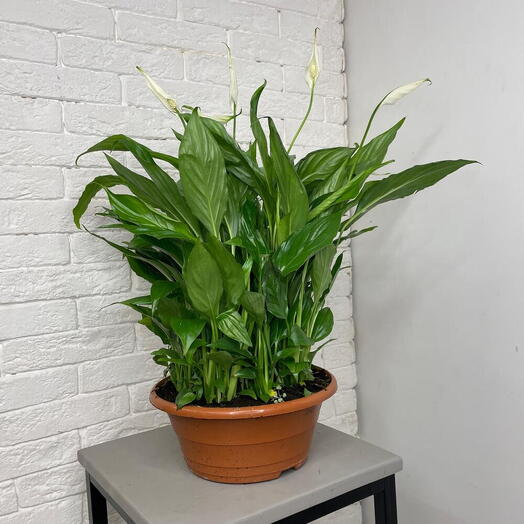 Planta de casa spathiphyllum bellini vaso pote 20