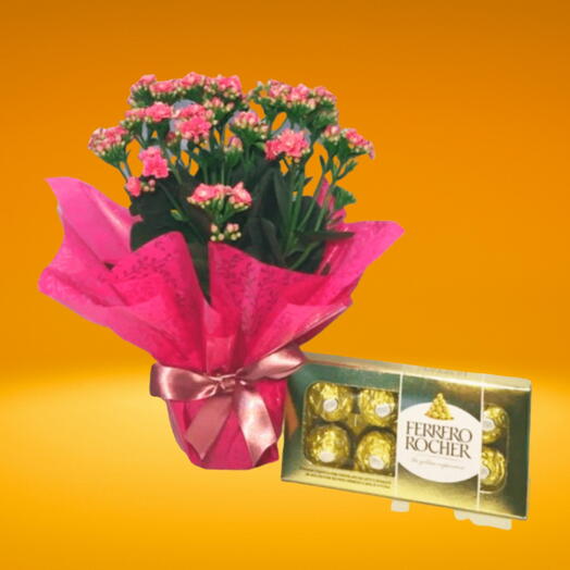 Kalanchoe do Amor com Ferrero