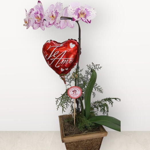 Orquidea paixão vermelha - (cores variadas)