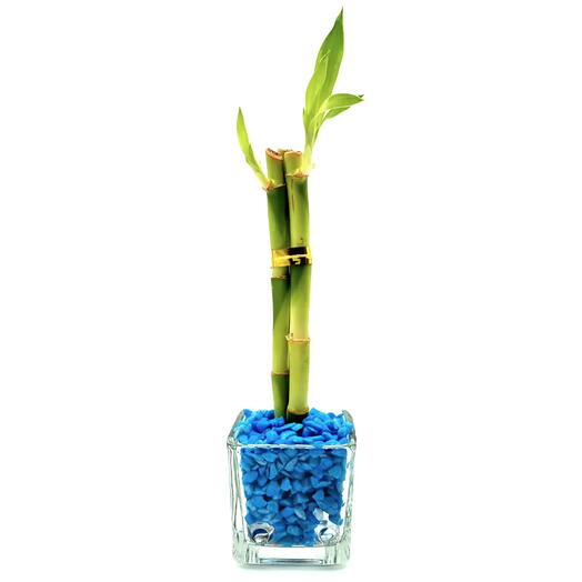 Vasinho de Vidro com Três Bambu da Sorte (Azul)