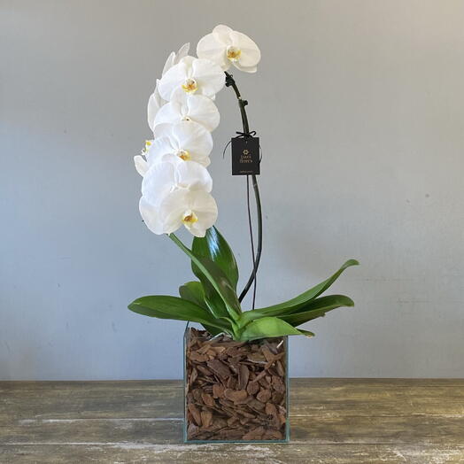 orquidea phalaenopsis cascata branca no cachepot de vidro