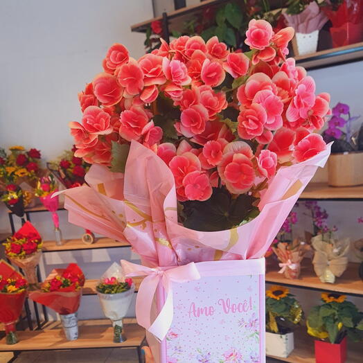 Begonia Rosa