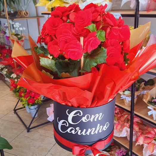 Box Com Carinho C/ Begonia