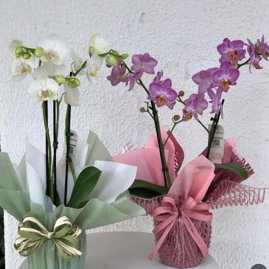 Mine Orquidea Presente