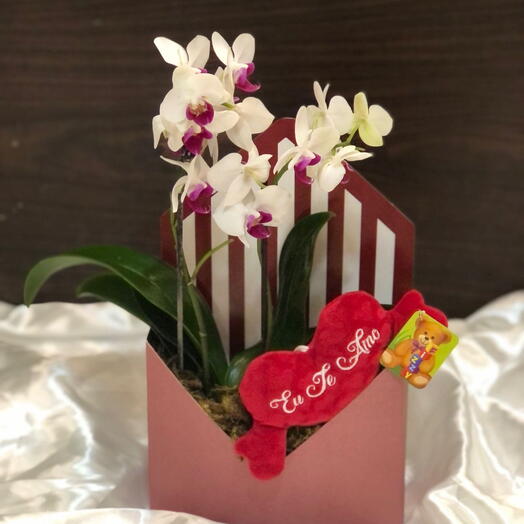 Orquidea kit perfeito