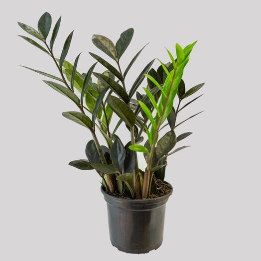 Zamioculca Black