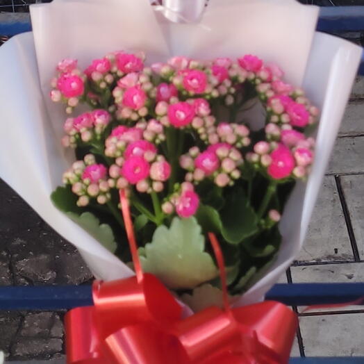 Kalanchoe cor rosa