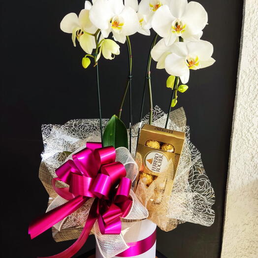 Orquidea Phalaenopsis Duas Haste C/ Ferrero