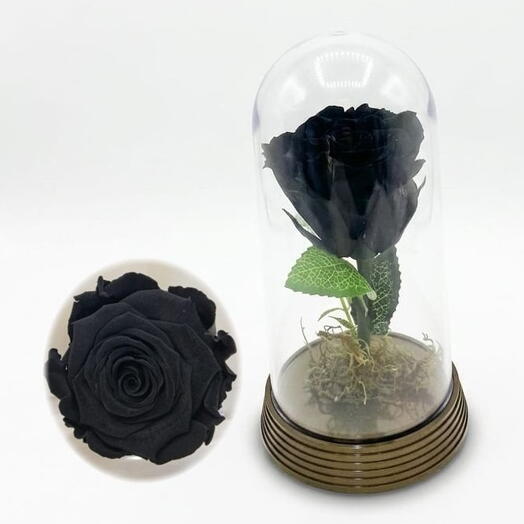 Rosa Encantada- Preta