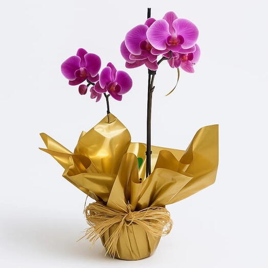 Orquidea Phalaenopsis Lilas Duas Hastes Para Presente