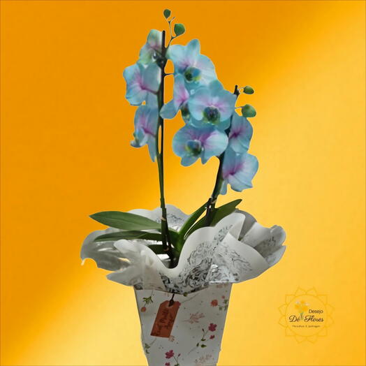 Orquidea Frozen - 🌷 DIA DAS MÃES