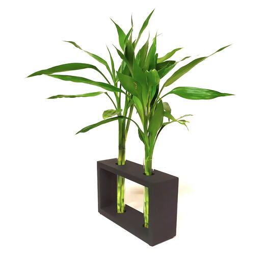 Bambu da Sorte com Suporte Duplo (6 Hastes)