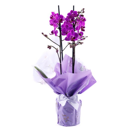 Orquidea Media para Presente - Escolha a cor