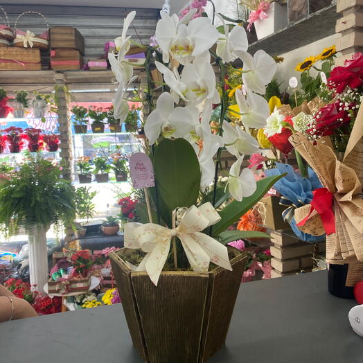 Doce flor de ouro - (cores variadas)