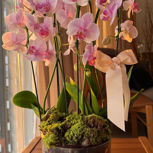 Orquidea