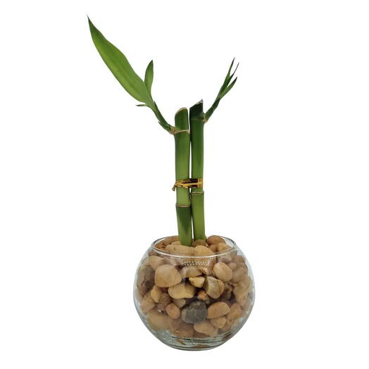 Vasinho Redondo com Dois Bambus da Sorte (Lucky Bamboo)