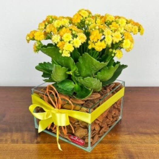 Flores em caixa calanchoe