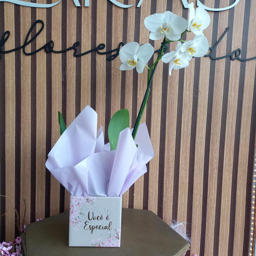 ORQUIDEA  VOCÊ E ESPECIAL