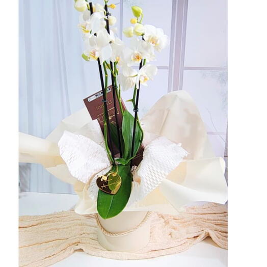 Flores e Presentes | Chocolate e Orquidea