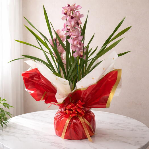 Orquidia  com 4 astem