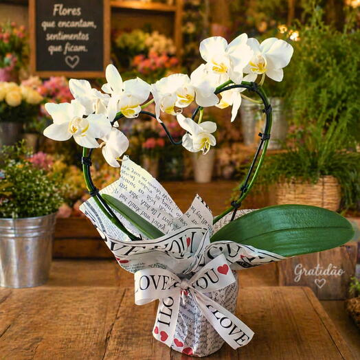 Mini Orquideas branca Phalaenopsis coração