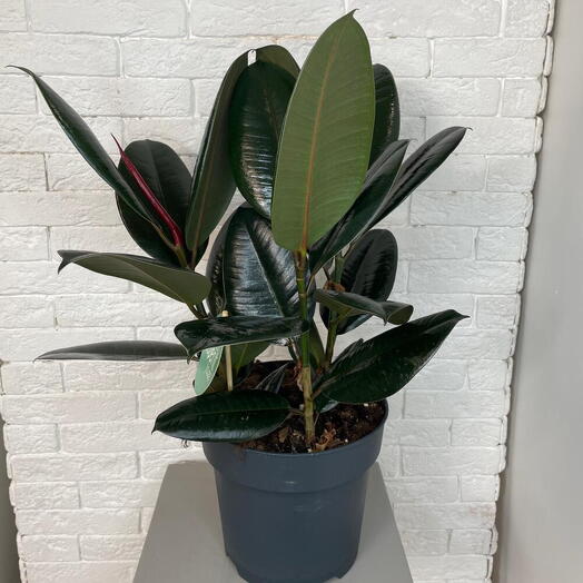 Ficus elastica abidjan