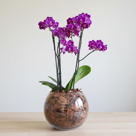 Mini Orquidea