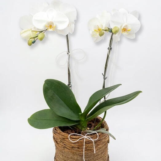 Orquidea no cachepot Rustico