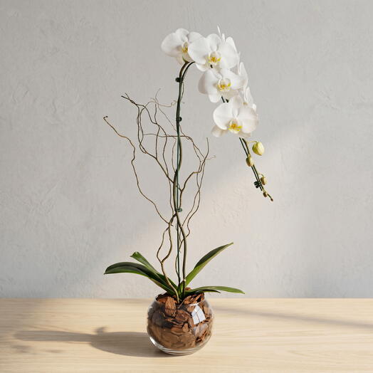 Orquidea