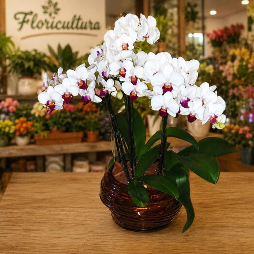 Arranjo com 3 mini orquideas no vaso decorativo