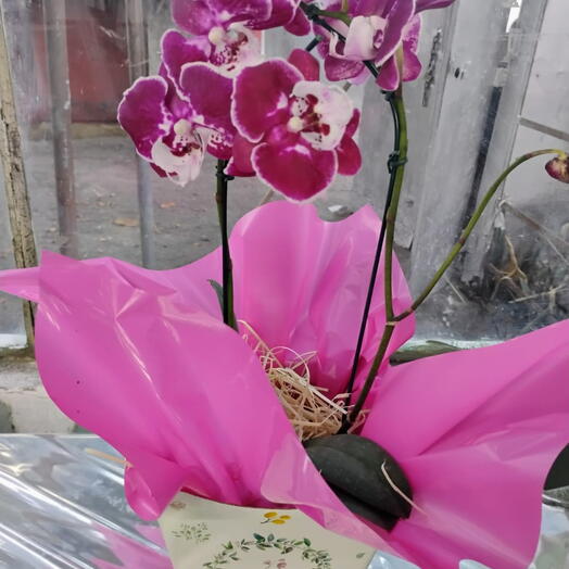 Orquidea de 2 Haster