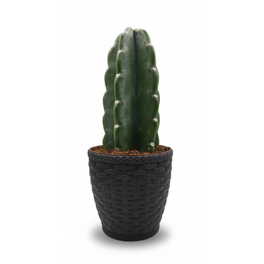 Cachepot Rattan com Cacto Mandacaru Sem Espinhos