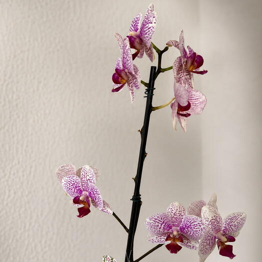 Orquidea