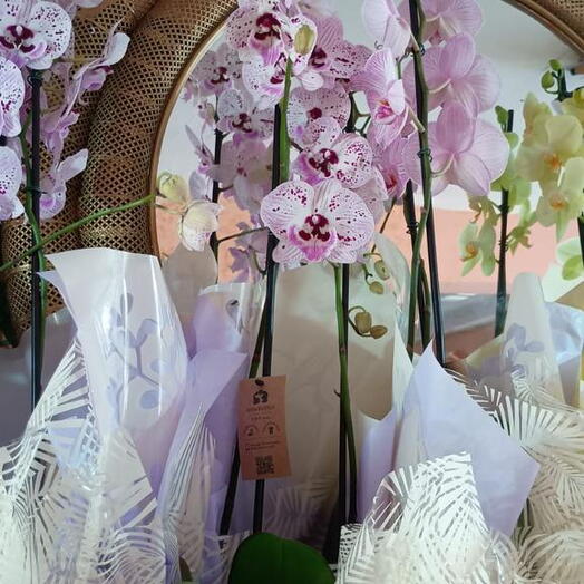 Orquidea Phaleanopolis 02