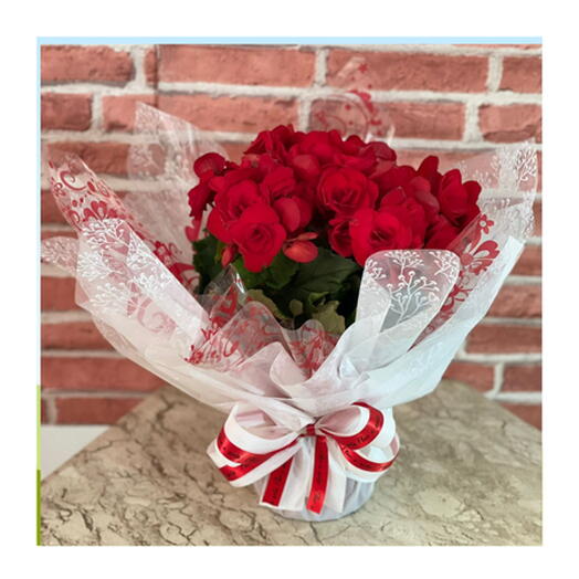 Vaso de Begonia