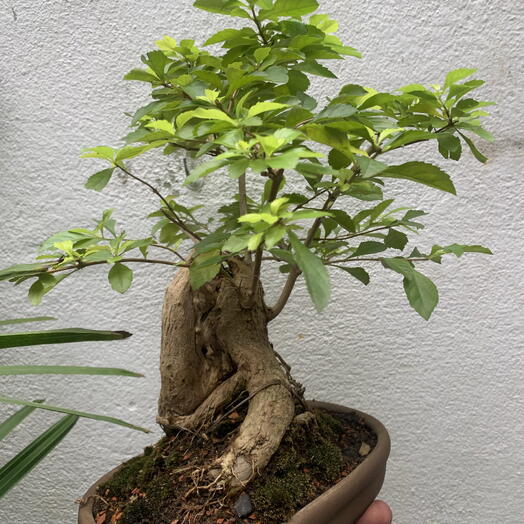 Bonsai de Pingo de Ouro