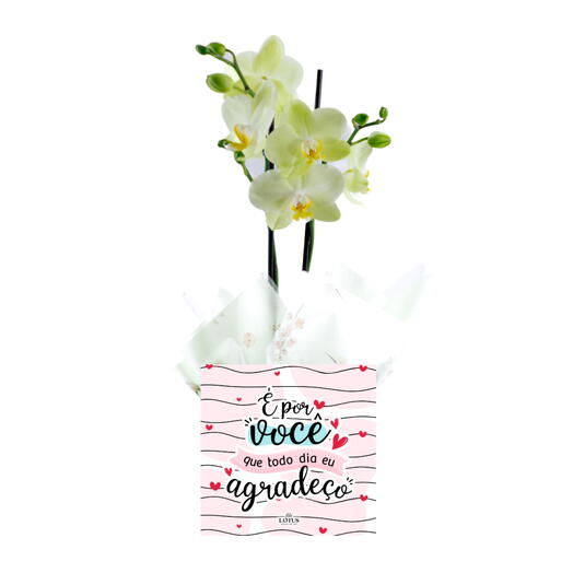 Orquidea E Por Você que Todo Dia eu Agradeço