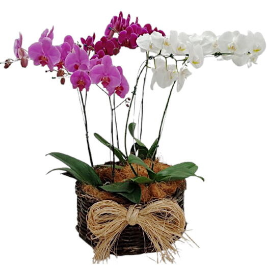 3 Vasos de orquideas Phalaenopsis colorida