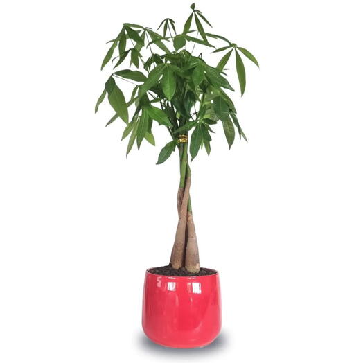 Vaso em Cerâmica com Arvore do Dinheiro