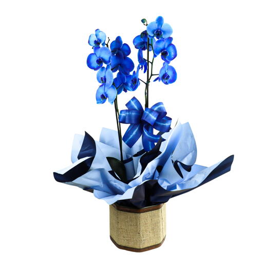 Orquidea Azul no Cachepo de Madeira