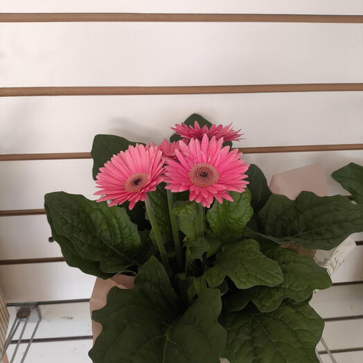 Gerberas cores variadas