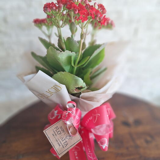 Kalanchoe mini