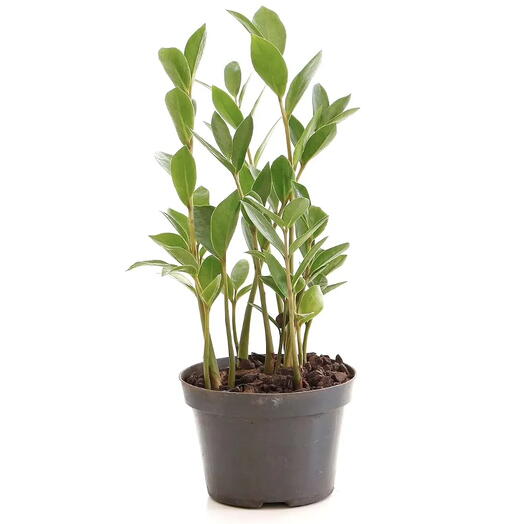 Zamioculca Planta da Fortuna (Pequena)