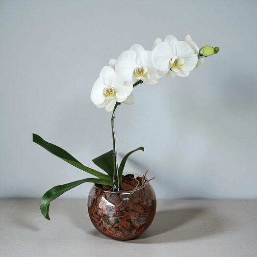 Orquidea no Vidro