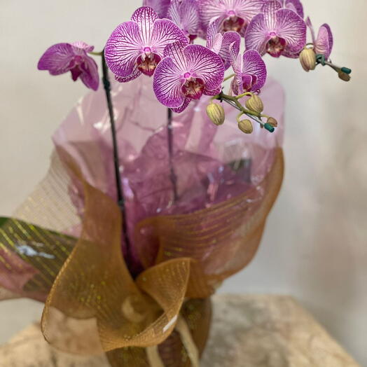 Orquidea Dourada