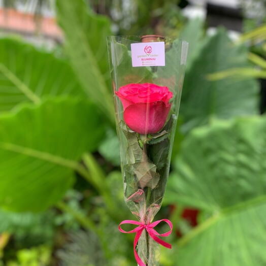 Rosa Unitaria