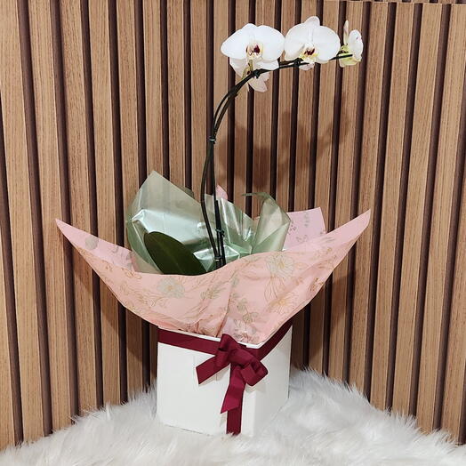 Orquidea Phalaenopsis Branca