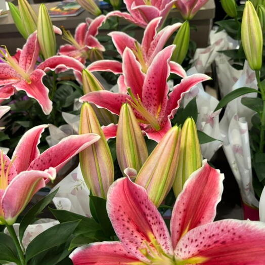 Lirio Rosa Perfumado Natural