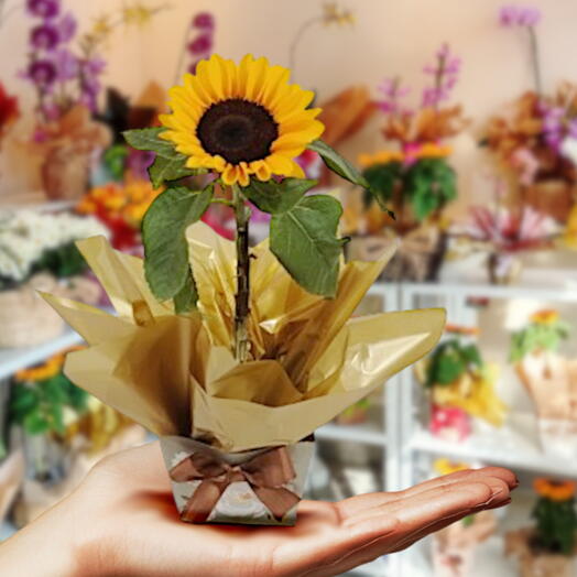 Girassol Plantado no Cachepo de Papelão Decorado